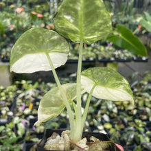 Load image into Gallery viewer, Alocasia Ninja Albo, Variegated 2.5" pot, Fedex 2day*