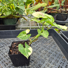 Load image into Gallery viewer, Syngonium Mango Allusion, Orm Thong, Exact Plant Variegated Ships Nationwide