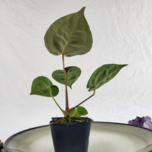 Load image into Gallery viewer, Anthurium Michelle x Zara x Hybrid, Exact Plant Ships Nationwide