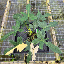 Load image into Gallery viewer, Philodendron Golden Dragon, Exact Plant Variegated