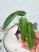 Load image into Gallery viewer, Anthurium Warocqueanum, Queen, Exact Plant