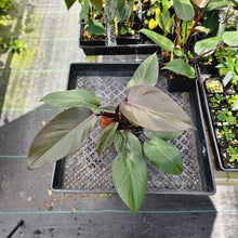 Load image into Gallery viewer, Philodendron Royal Queen 4" pot, Fedex 2day*