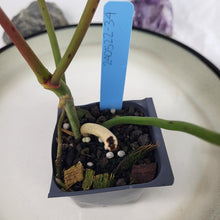 Load image into Gallery viewer, Philodendron Atabapoense 2.5" Pot, Fedex 2 day*