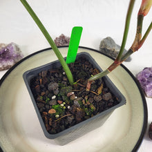 Load image into Gallery viewer, Philodendron Sodiroi True Form, Exact Plant Ships Nationwide