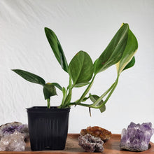 Load image into Gallery viewer, Monstera Standleyana Aurea Variegated 4" pot, Fedex 2day*