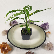 Load image into Gallery viewer, Monstera Obliqua Peru, Exact Plant Ships Nationwide