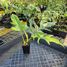 Load image into Gallery viewer, Philodendron Florida Beauty X Tortum, Exact Plant Variegated Ships Nationwide