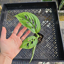 Load image into Gallery viewer, Monstera Esqueleto 2.5" Pot, Fedex 2 day*