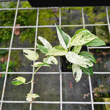 Load image into Gallery viewer, Epipremnum Pinnatum Marble, Exact Plant Variegated Multi plant