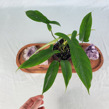 Load image into Gallery viewer, Philodendron 69686, Exact Plant