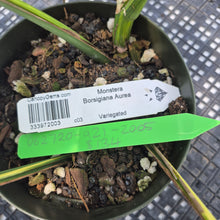 Load image into Gallery viewer, Monstera Borsigiana Aurea, Exact Plant Variegated Ships Nationwide