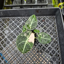 Load image into Gallery viewer, Alocasia Black Velvet Pink variegated 2.5" pot, Fedex 2day*
