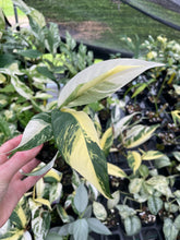 Load image into Gallery viewer, Rhaphidophora Lobbii Variegated 2.5" pot, Fedex 2day*