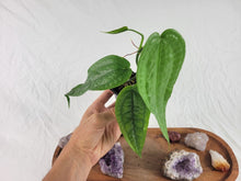 Load image into Gallery viewer, Anthurium Sp. Limon, Exact Plant Ships Nationwide