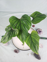 Load image into Gallery viewer, Plowmanii, Exact Plant, Philodendron