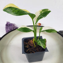 Load image into Gallery viewer, Monstera Lechleriana Variegated 2.5" pot, Fedex 2day*