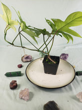 Load image into Gallery viewer, Philodendron Florida Ghost, Exact Plant