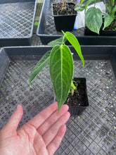 Load image into Gallery viewer, Anthurium Cirinoi, Exact Plant Ships Nationwide