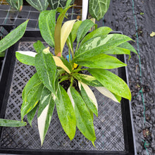 Load image into Gallery viewer, Philodendron Wend Imbe, Exact Plant Variegated Ships Nationwide
