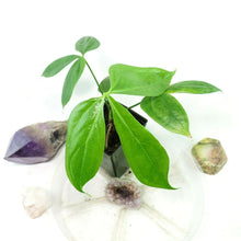 Load image into Gallery viewer, Anthurium Clavigerum. no shipping: ca,az,tx,la