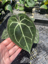 Load image into Gallery viewer, Anthurium "Michelle x Zara" x Noid Hybrid, Exact Plant Ships Nationwide