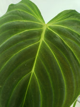 Load image into Gallery viewer, Philodendron Splendid, Exact Plant