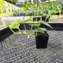 Load image into Gallery viewer, Philodendron Hederaceum, Heart Leaf, Exact Plant Variegated Ships Nationwide