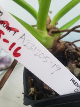 Load image into Gallery viewer, Giganteum Blizzard, exact plant, variegated Philodendron, ships nationwide