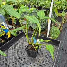 Load image into Gallery viewer, Monstera Burle Marx Flame, Exact Plant Ships Nationwide