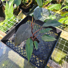 Load image into Gallery viewer, Philodendron Royal Queen 4" pot, Fedex 2day*