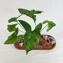 Load image into Gallery viewer, Syngonium Mojito, Exact Plant Variegated Ships Nationwide