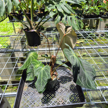 Load image into Gallery viewer, Anthurium Magnificum X Crystalinum AFF noid, exact plant, Fedex 2day*
