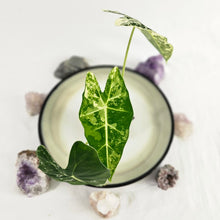 Load image into Gallery viewer, Alocasia Frydek, Exact Plant Variegated with baby