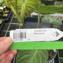 Load image into Gallery viewer, Philodendron Verrucosum exact plant, Fedex 2day*
