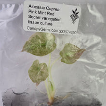 Load image into Gallery viewer, Alocasia Cuprea Pink Mint Red Secret variegated tissue culture 2DayAir