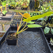 Load image into Gallery viewer, Philodendron Goldiana 4" pot, Fedex 2day*