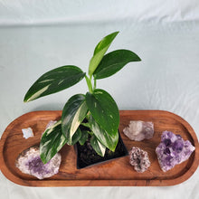 Load image into Gallery viewer, Monstera Standleyana Albo Variegated 4" pot, Fedex 2day*