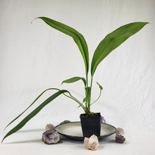 Load image into Gallery viewer, Anthurium Bakeri, Exact Plant Ships Nationwide