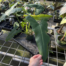 Load image into Gallery viewer, Philodendron Simmondsii exact plant, Fedex 2day