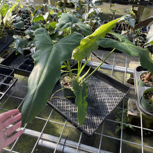 Load image into Gallery viewer, Philodendron Simmondsii exact plant, Fedex 2day