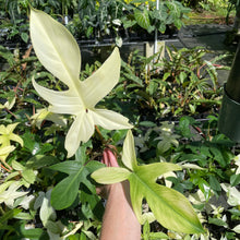 Load image into Gallery viewer, Philodendron Florida Ghost 4" pot, Fedex 2day*