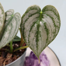 Load image into Gallery viewer, Philodendron Brandtianum 4" pot, Fedex 2 day*