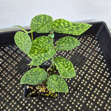 Load image into Gallery viewer, Scindapsus Snake Scale exact plant, Fedex 2day*