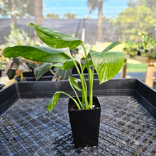 Load image into Gallery viewer, Monstera Lechleriana , Exact Plant Variegated 2.5" Ships Nationwide