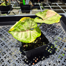 Load image into Gallery viewer, Syngonium Mango Allusion, Orm Thong Variegated exact plant, Fedex 2day*