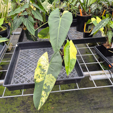 Load image into Gallery viewer, Philodendron Ilsemanii Variegated exact plant, Fedex 2day*