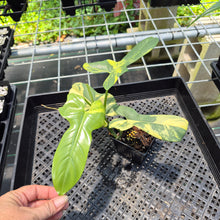 Load image into Gallery viewer, Philodendron Bipennifolium Variegated exact plant, Fedex 2day*