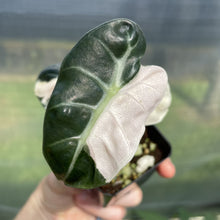 Load image into Gallery viewer, Alocasia Heart Balloon pink variegated exact plant, Fedex 2day*