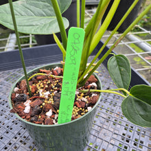 Load image into Gallery viewer, Anthurium Shibori, Exact Plant Variegated