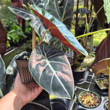 Load image into Gallery viewer, Alocasia Longiloba Grandis x Sanderiana 'Mark Campbell' 4" pot, Fedex 2day*